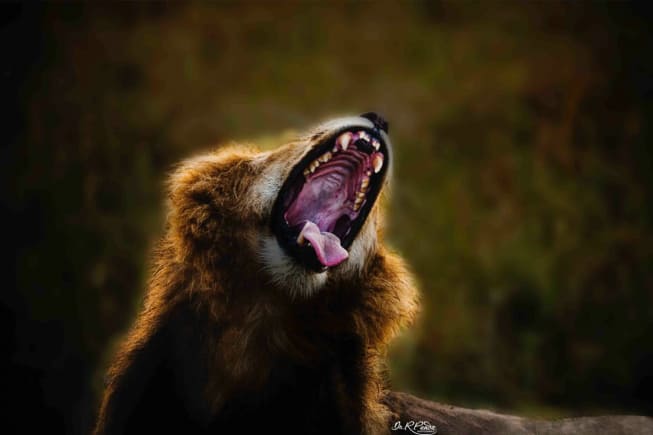 A lion at Masai Mara clicked by Dr Ramakant Panda