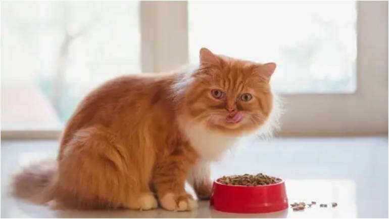 Noida couple offering Rs 1 lakh cash price to anyone who finds their Persian cat. Full story - Vimarsana News