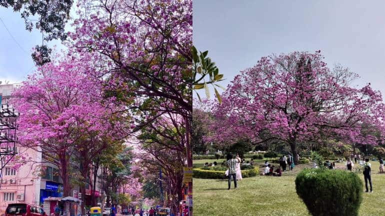 Bengaluru blushes as pink blossoms shroud city in glory. How they came to India - Vimarsana News