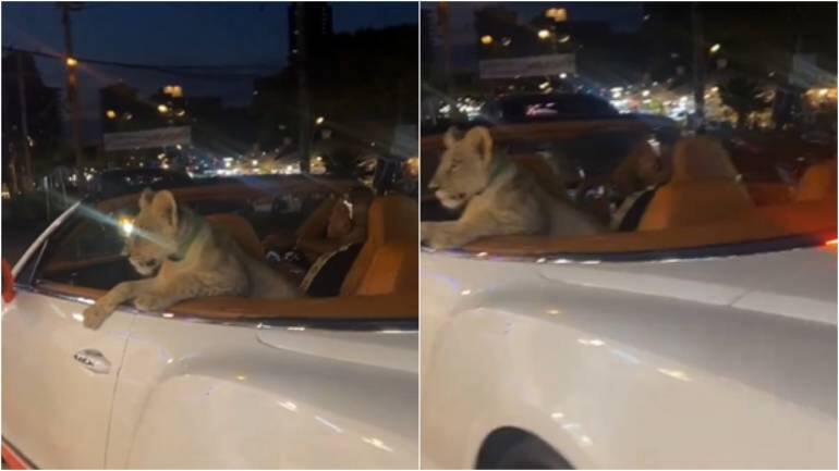 Indian man in Thailand drives Bentley with lion cub in back seat. Pet owner faces jail term, $1,400 fine - Vimarsana News