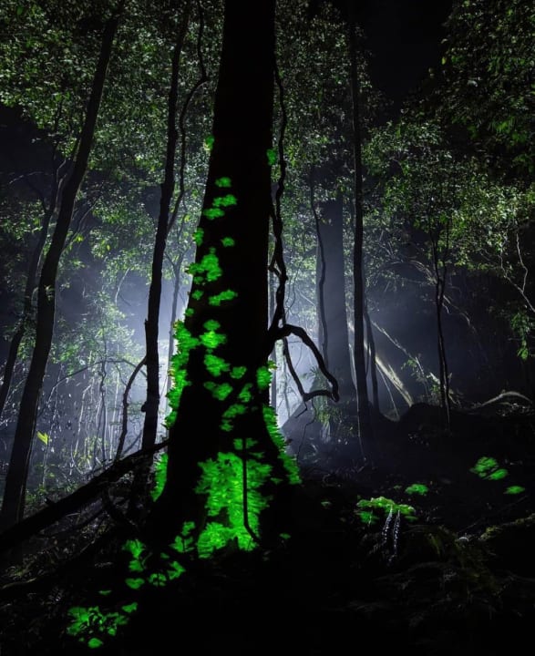Bioluminescent fungi forest, Goa. (Photo by Deepali Nandwani)