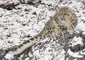 India has 718 snow leopards, two-thirds of them in Ladakh, reveals first-ever survey