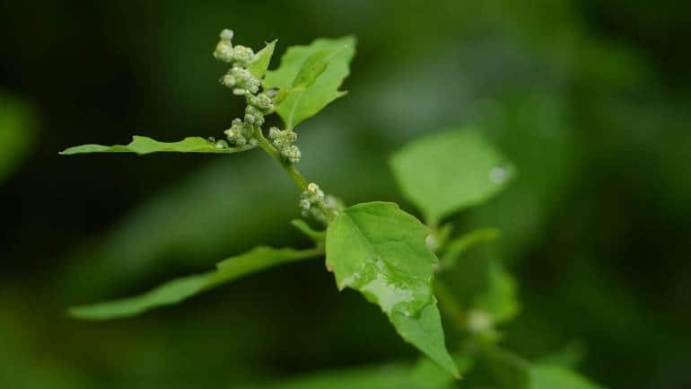 Healthy Indian foods: Winter green bathua is a big bonanza of nutrients - Vimarsana News