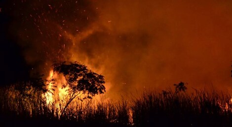 Explainer: Why wildfires are on the rise in India, and their impact