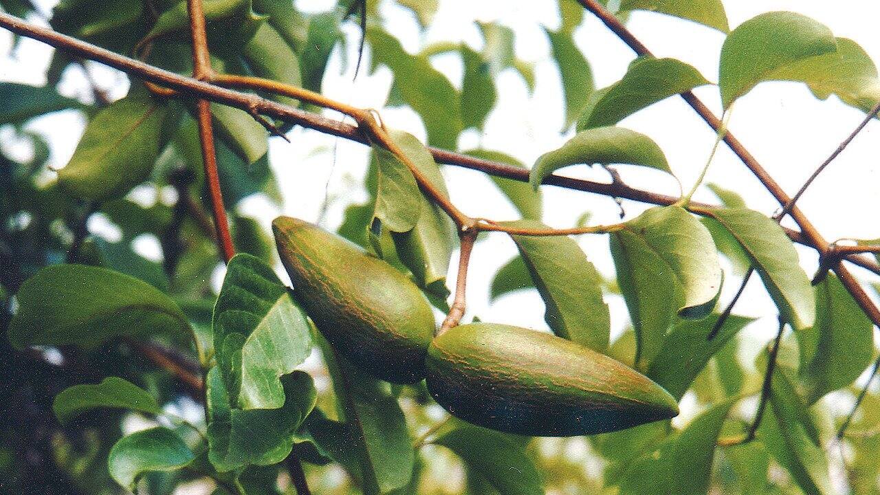 Decalepis hamiltonii is also called maredu kommulu (Telugu), makali beru (Kannada) and magali kizhangu (Tamil). (Photo by Vinayaraj via Wikimedia Commons 3.0)