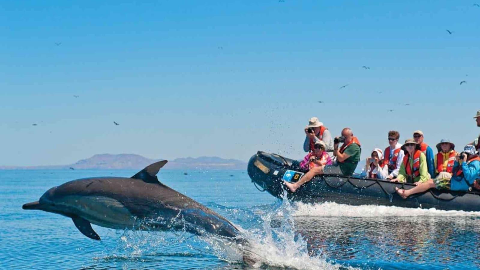Dolphin leaping out of the water beside a boat of tourists during a dolphin-watching trip in Lakshadweep, India