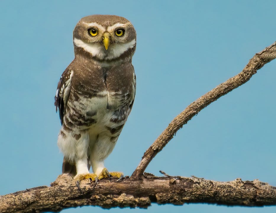 National Bird Day 2024 8 rare birds of India, and where to see them