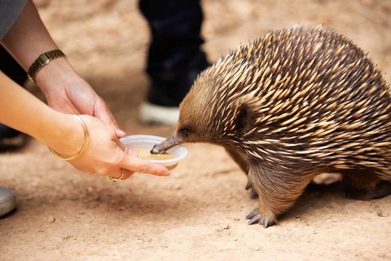 Healesville Sanctuary, Australia.