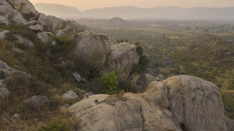 Delhi getaway: How wild to wild tiger translocation revived Sariska - Vimarsana News