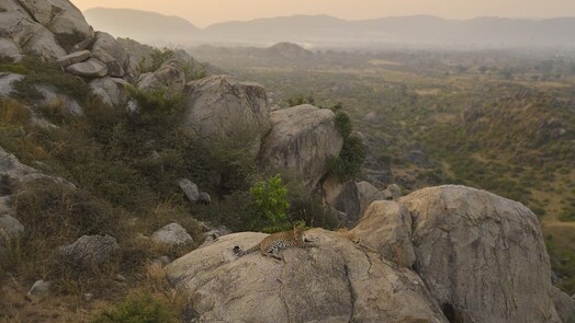 Delhi getaway: How wild to wild tiger translocation revived Sariska