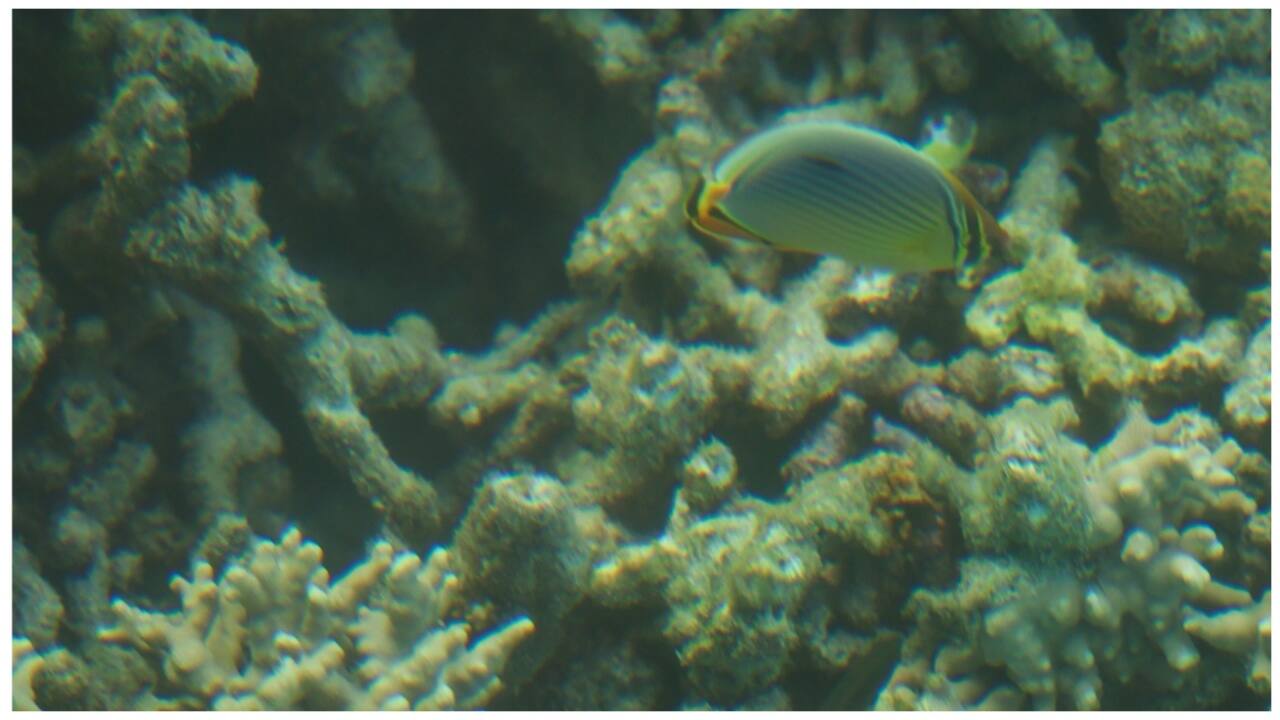 PM Modi shared pictures of corals captured during his snorkelling experience. (Image: @narendramodi/X)