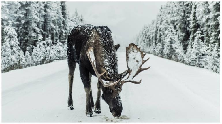 Moose are found licking cars to get salt in Canada in winters. (Representational) Moose are found licking cars to get salt in Canada in winters. (Representational)
