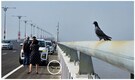 Commuters turn Atal Setu into ‘picnic spot’, Mumbai traffic police slap fines. Videos