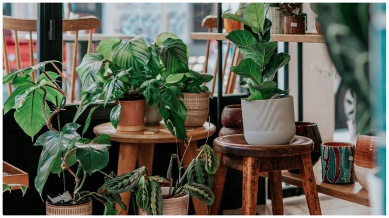 The video footage shows undamaged plants receiving messages from their distressed neighbours. (Representational)