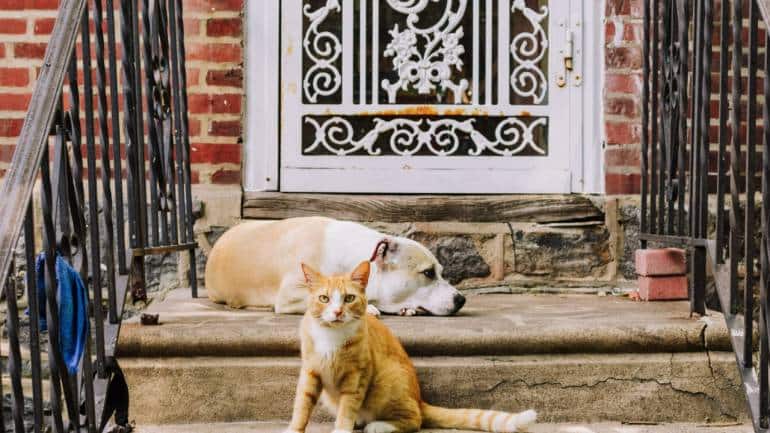 Chinese woman leaves $2.8 million to her cats and dogs instead of children - Vimarsana News