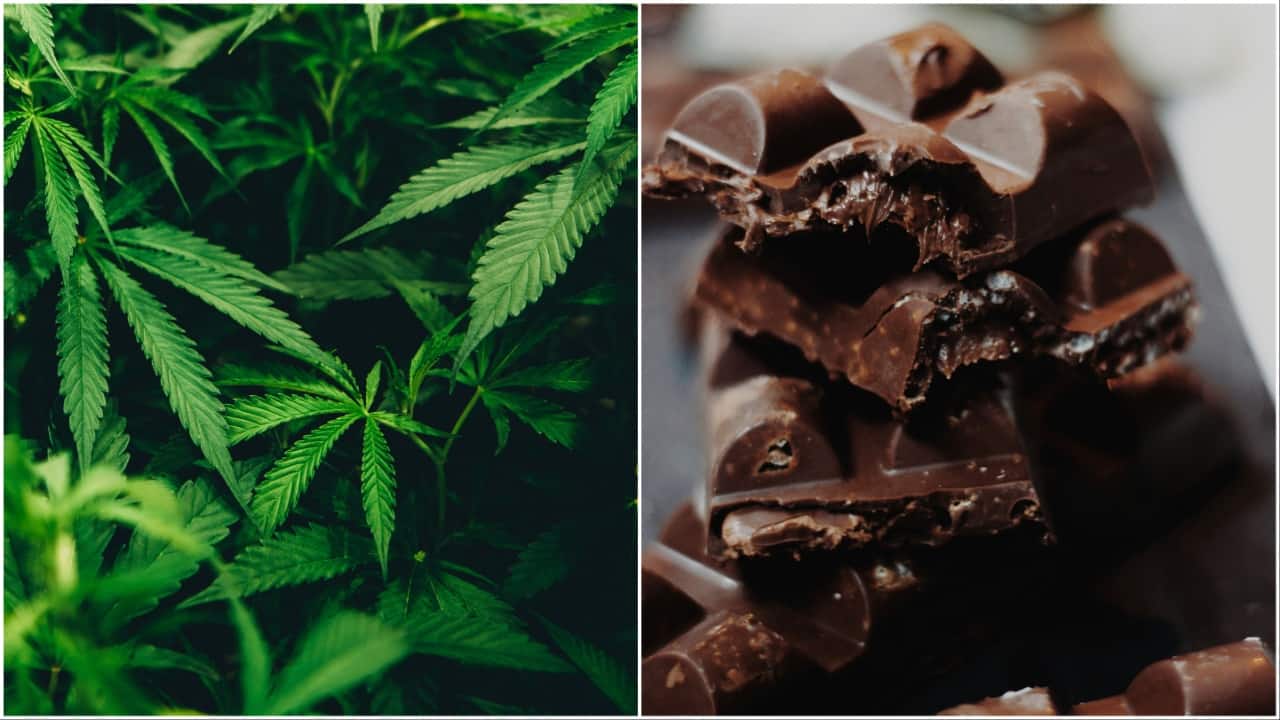 Ganja chocolates: 10 things to know about the highly addictive marijuana sweets