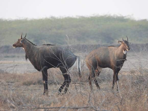 A Nilgai pair in Little Rann of Kutch. (Photo: Bindu Gopal Rao)