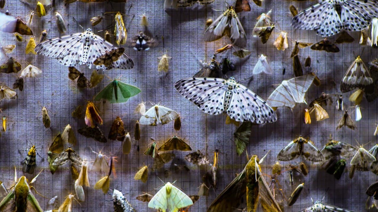 Indian entry wins Sundance 2024 documentary competition: Nocturnes spotlights Eastern Himalayan biodiversity