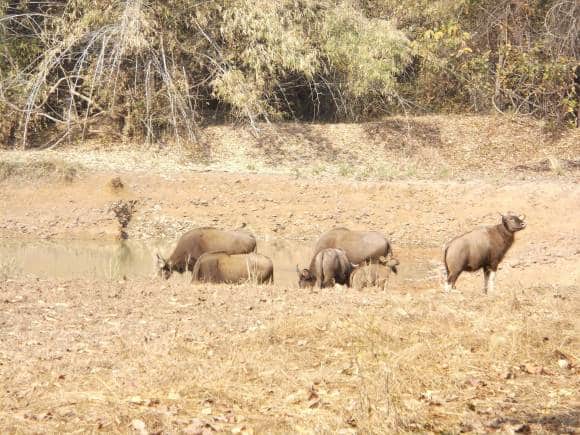 Tadoba National Park. (Photo: Wikimedia Commons)