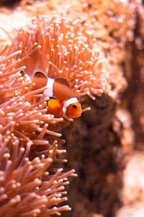 The rich underwater world of Lakshadweep. (Photo: Unsplash)