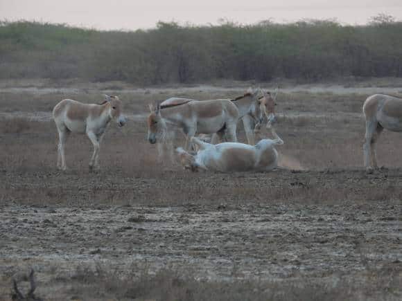 Wild ass sand bathing in Little Rann of Kutch. (Photo: Bindu Gopal Rao)