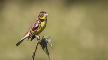 The yellow-breasted bunting has a vital role to play in our ecosystem. (Photo credit: Manshanta Ghimire via Wikimedia Commons)