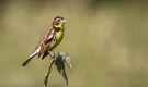 National Bird Day 2024: 8 rare birds of India, and where to see them
