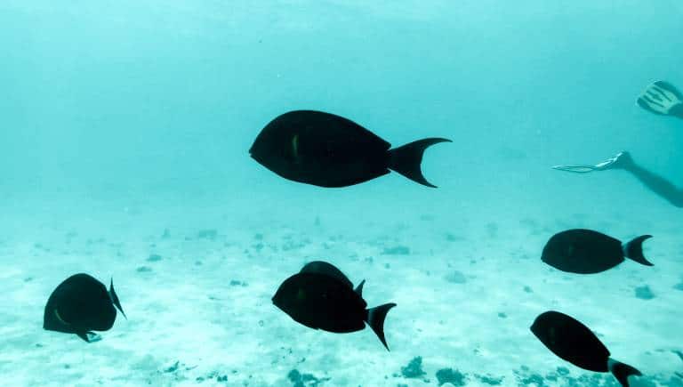 Marine life in Lakshadweep. (Photo: Aryan Ram via Unsplash)