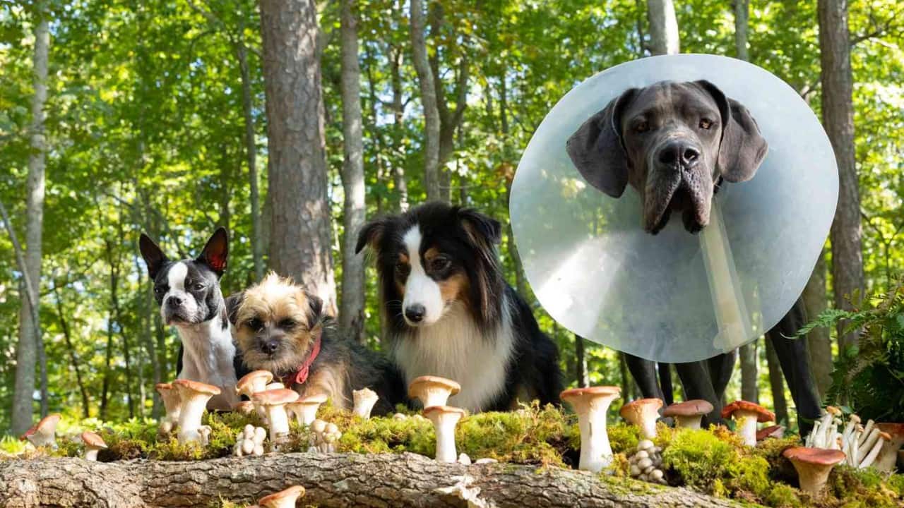 Strays Review: Will Ferrell and Jamie Foxx lead delightfully foul-mouthed canine revenge comedy Strays Review: Will Ferrell and Jamie Foxx lead delightfully foul-mouthed canine revenge comedy