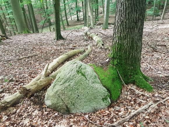 Grumsin Beech Forest. (Photo: Khursheed Dinshaw)