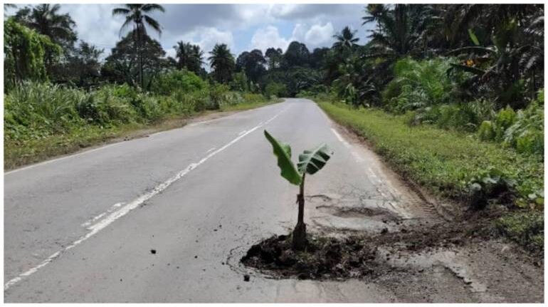 马来西亚男子在坑洼里种香蕉树，几小时内就得到了道路补偿