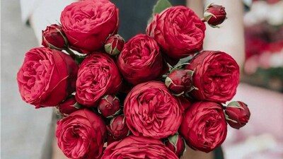 Bengaluru airport ships 29 million rose stems this Valentine’s season
