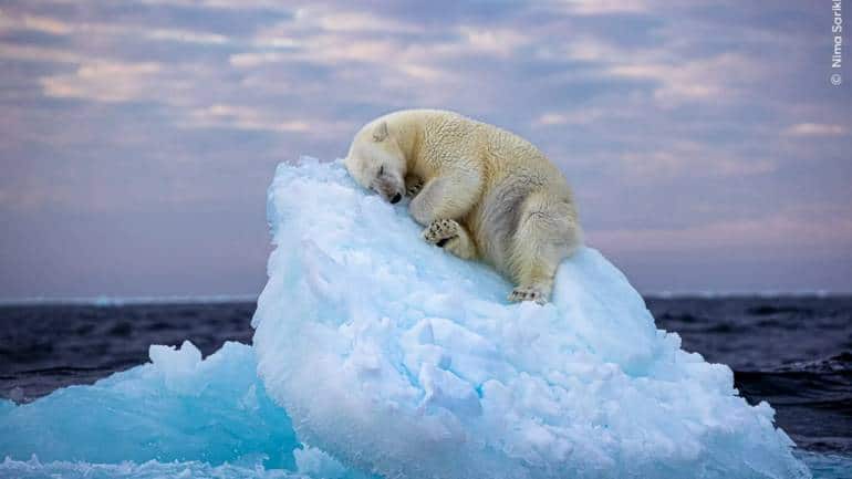 Pic of polar bear sleeping on ice wins Wildlife Photographer of the Year People's Choice Award - Vimarsana News