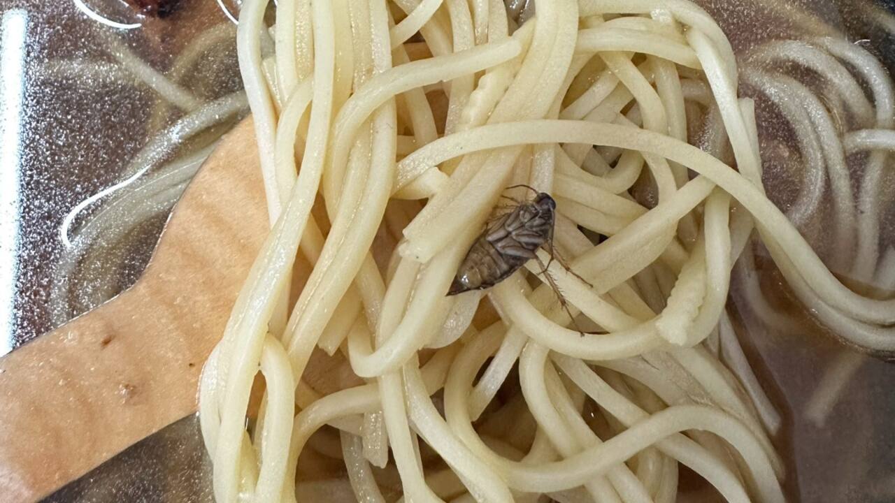 'Disgusting': Zomato customer finds cockroach in Japanese soup noodles, company responds
