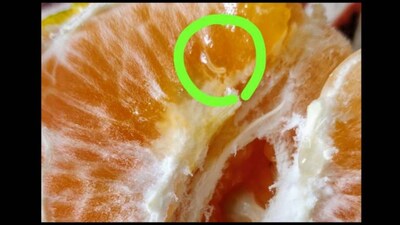Man finds live worm inside orange ordered on Zepto, company responds. Video