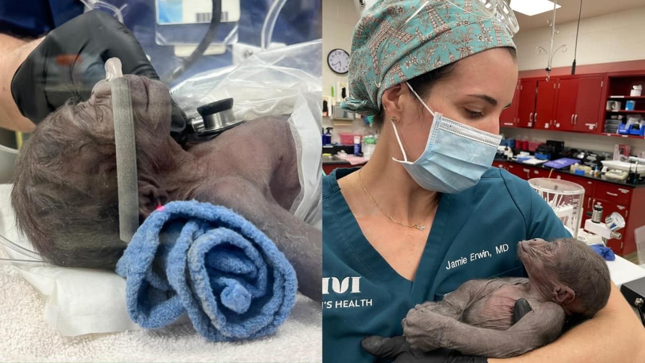 Baby gorilla delivered via emergency C-section at Texas zoo