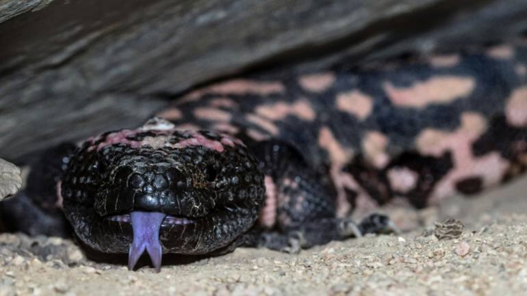 Man killed by Gila monster he kept illegally as pet - Vimarsana News