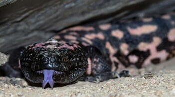 Gila monster