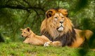 Tripura chief conservator of forests suspended for naming lion Akbar and lioness Sita