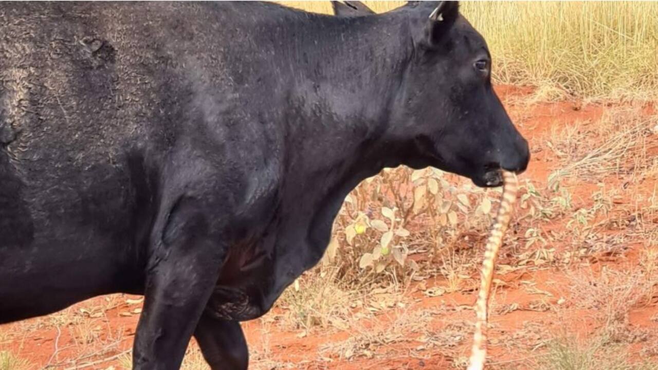 Cow caught eating 4-foot python in Ranchi. Owner, vet stunned