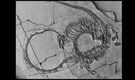 240-million-year-old 'Chinese dragon' fossil with a remarkably long neck unearthed in China