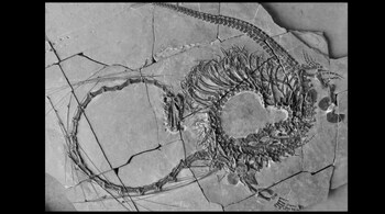 The 240-million-year-old marine reptile, akin to a mythical dragon, named Dinocephalosaurus orientalis. (Image credit: @OMApproach/Facebook)