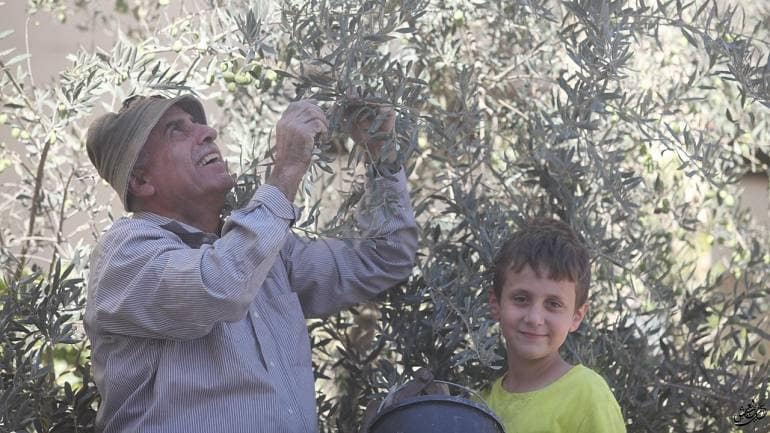 Rising olive oil prices throw light on the plight of farmers in war-torn Palestine - Vimarsana News