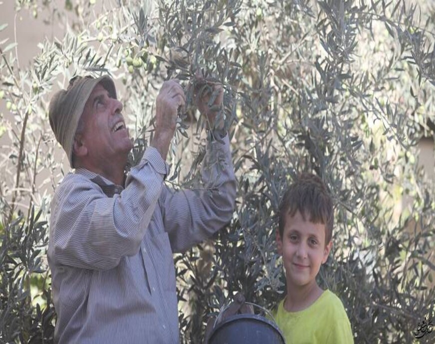 Rising olive oil prices throw light on the plight of farmers in war-torn Palestine