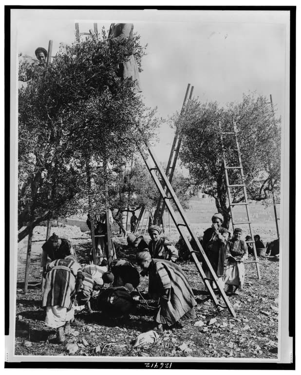 Farmers picking olives in Palestine sometime between 1880 and 1922. (Image from Frank and Frances Carpenter Collection via Wikimedia Commons)