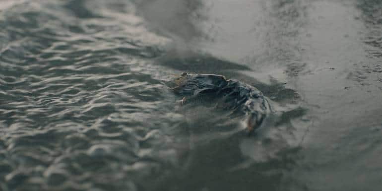 Toxic dead prawns in Pulicat Lake in a still from the film.