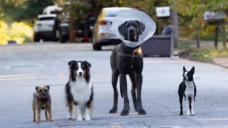 A still from Strays. 