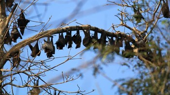 Over half of bat species face extinction threats, prompting urgent conservation action. (Photo credit: Abijith KA via Wikimedia Commons)