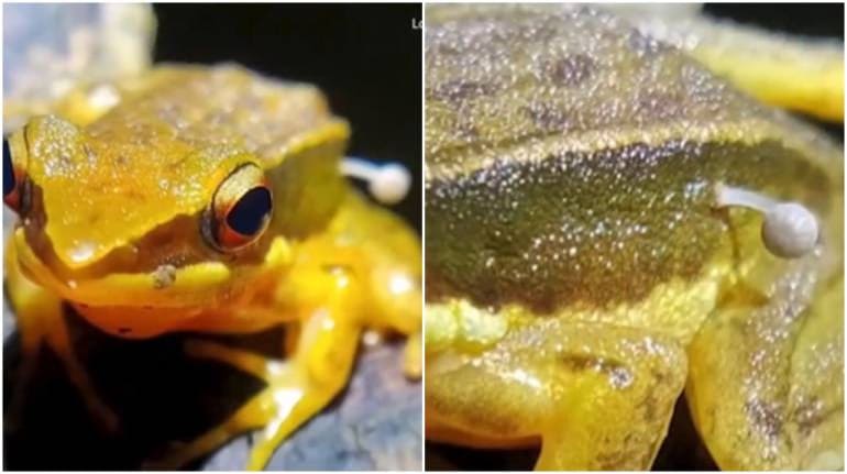 A frog in India has a mushroom sprouting out of it. Researchers