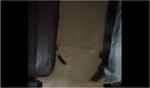 Woman shares video of rat scurrying in train's AC compartment. Railways response